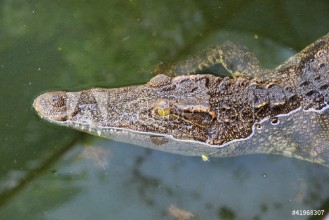 Bild på Close up crocodile while in the pool